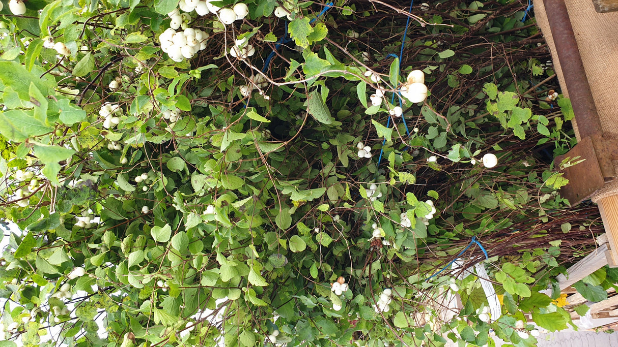 Symphoricarpos albus laevigatus Versand; Einsatz: Solitärpflanze;;ab 13,00 Euro