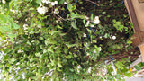Symphoricarpos albus laevigatus Versand; Einsatz: Solitärpflanze;;ab 13,00 Euro