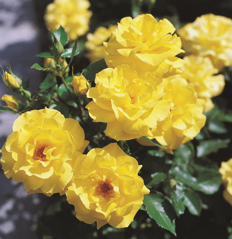 Rosa 'Friesia' BT mit Blüte; Einsatz: ;;ab 8,10 Euro