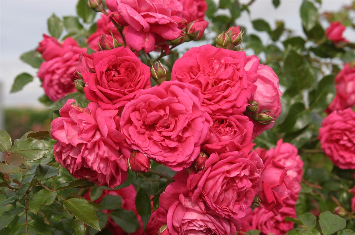 Rosa 'Laguna' KL mit Blüte; Einsatz: ;;ab 11,80 Euro