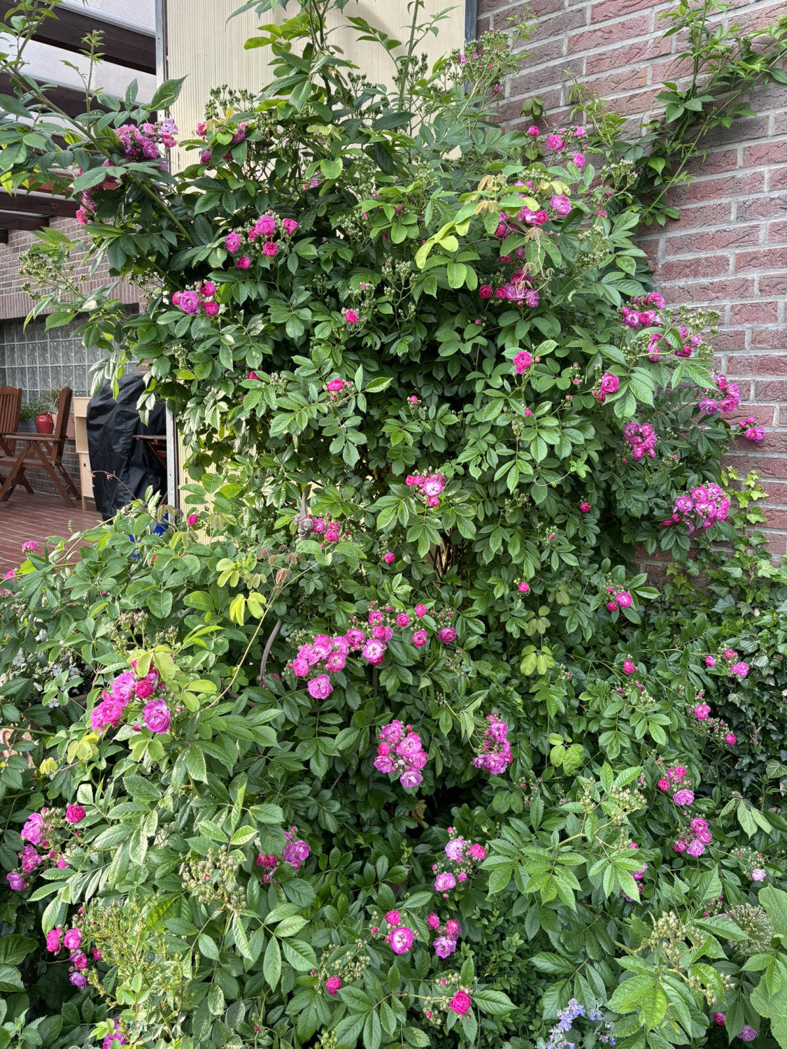 Rosa 'Perennial Blue' KL langblühend;;günstig mit Qualität
