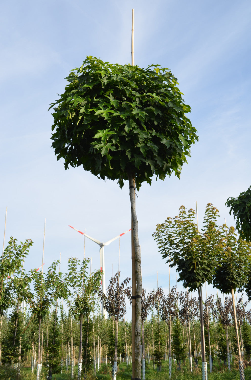 Liquidambar styraciflua 'Gumball' , erhältlich als: Hochstammdekorative Früchte;;günstig mit Qualität