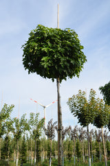 Liquidambar styraciflua 'Gumball' , erhältlich als: Hochstammdekorative Früchte;;günstig mit Qualität