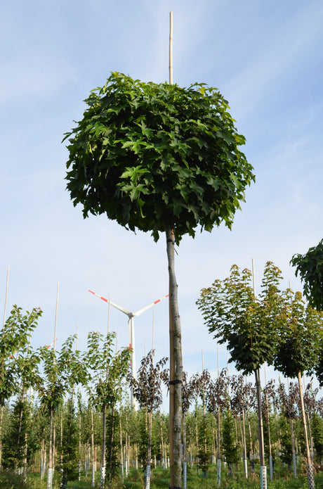 Liquidambar styraciflua 'Gumball' , erhältlich als: Hochstammdekorative Früchte;;günstig mit Qualität