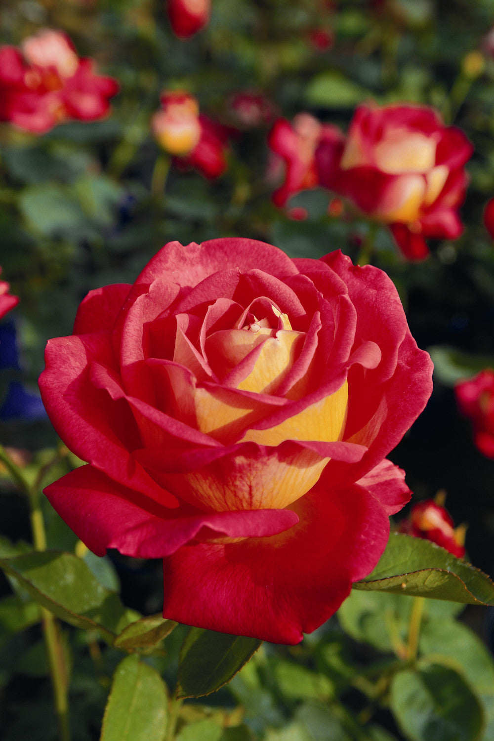 Rosa 'Rebecca' TH mit Blüte; Einsatz: , ;;ab 5,65 Euro