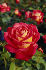 Rosa 'Rebecca' TH; hier mit Blüte; mehrfachblühend; Einsatzmöglichkeit z.B. : Solitär;;ab 8,90 Euro