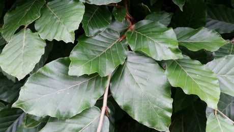 Fagus sylvatica VkG 5; hier mit Sommerbelaubung; standorttolerant; Einsatzmöglichkeit z.B. : Bienenweide;;ab 2,02 Euro