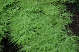 Adiantum pedatum 'Imbricatum'; zierpflanze;;ab 0,00 Euro
