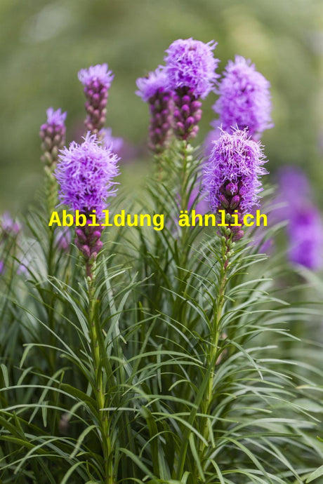 Genaues Foto für Liatris spicata 'Kobold', gen. folgt; dieses ähnliche Bild dienst der Illustration von Ährige Garten-Prachscharte