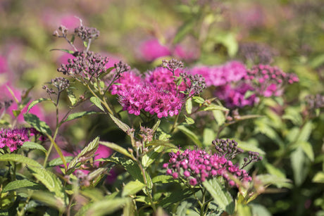 spiraea x bumalda 'anthony waterer' zusammen, erhältlich als: ; Einsatz: Gruppenpflanzungpflegeleicht;;günstig mit Qualität