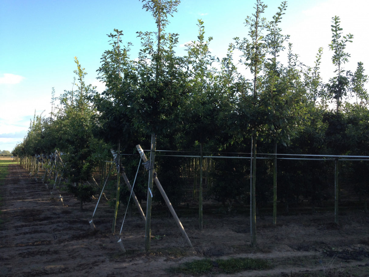 Quercus petraea HkG 81803 , erhältlich von 15-30 bis 80-120 cm, ;;ab 0,79 Euro