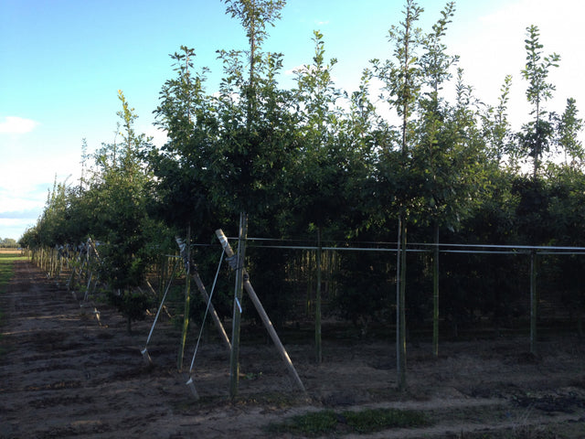 Quercus petraea HkG 81803 , erhältlich von 15-30 bis 80-120 cm, ;;ab 0,79 Euro