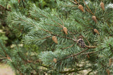 Pinus sylvestris HkG 85101 mit Früchten; Einsatz: für alle Böden geeignet;;ab 0,35 Euro