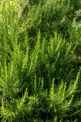 Rosmarinus officinalis 'Weihenstephan'; winterhart;;ab 0,00 Euro