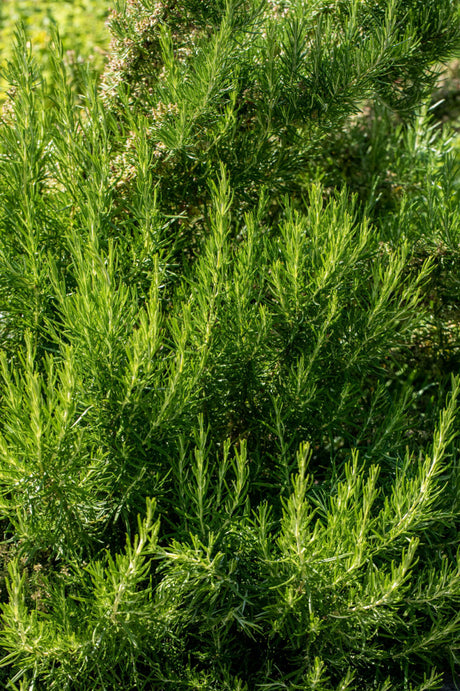 Rosmarinus officinalis 'Weihenstephan' , ;;ab 4,62 Euro