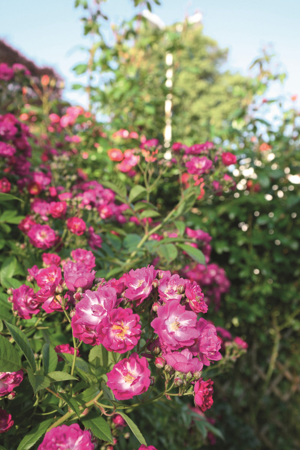 Rosa 'Perennial Blue' KL mit Blüte; Einsatz: ;;ab 10,90 Euro