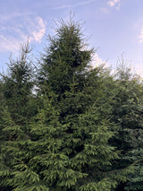 Picea abies HkG 84021 , erhältlich von 20-40 bis 80-100 cm;;ab 0,13 Euro