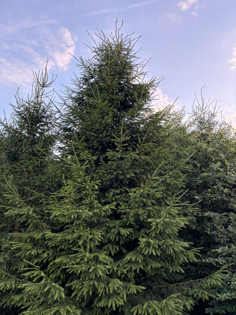 Picea abies HkG 84010 , erhältlich von 20-40 bis 80-100 cm;;ab 0,13 Euro