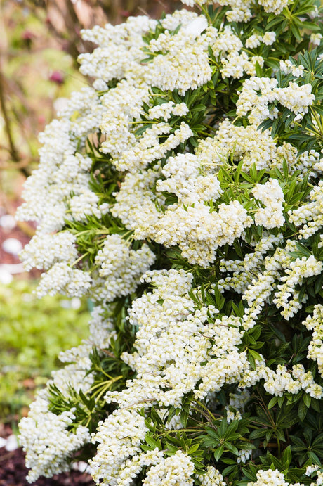 Pieris japonica 'Debutante' mit Blüte, erhältlich von 20-25 bis 60-80 cm; Einsatz: ;;ab 17,40 Euro