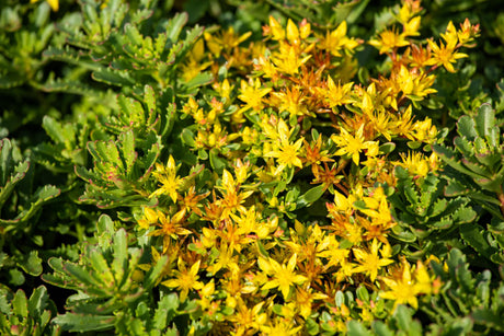 Sedum floriferum 'Weihenstephaner Gold' mit Blüte; Einsatz: ;;ab 3,20 Euro