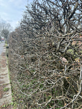 Hainbuche, Weißbuche mit Winterlaub, verfügbar in 53 Größen und Varianten; Einsatz: Parksrobust;;hier kaufen