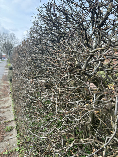 Hainbuche, Weißbuche mit Winterlaub, verfügbar in 8 Größen und Varianten; Einsatz: Parksrobust;;hier kaufen