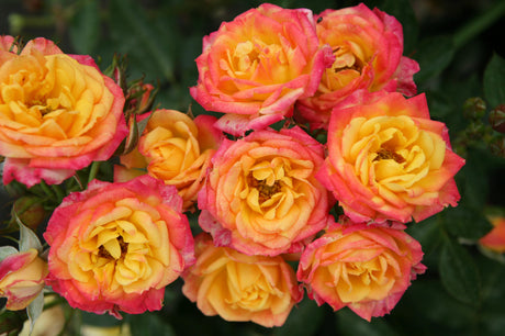 Zwergrose 'Little Sunset' LILLIPUT mit Blüte; Einsatz: Kübelkompakt;;hier kaufen
