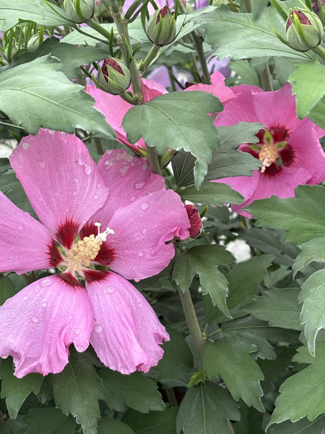 Hibiscus syriacus 'Woodbridge' mit Blüte, erhältlich von 40-60 bis 200-250 cm; Einsatz: ;;ab 24,60 Euro
