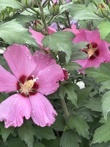 Hibiscus syriacus 'Woodbridge' mit Blüte, erhältlich von 40-60 bis 200-250 cm; Einsatz: ;;ab 24,60 Euro