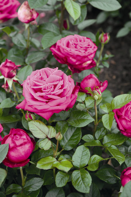 Rosa 'Senteur Royale' TH mit Blüte; Einsatz: ;;ab 10,90 Euro