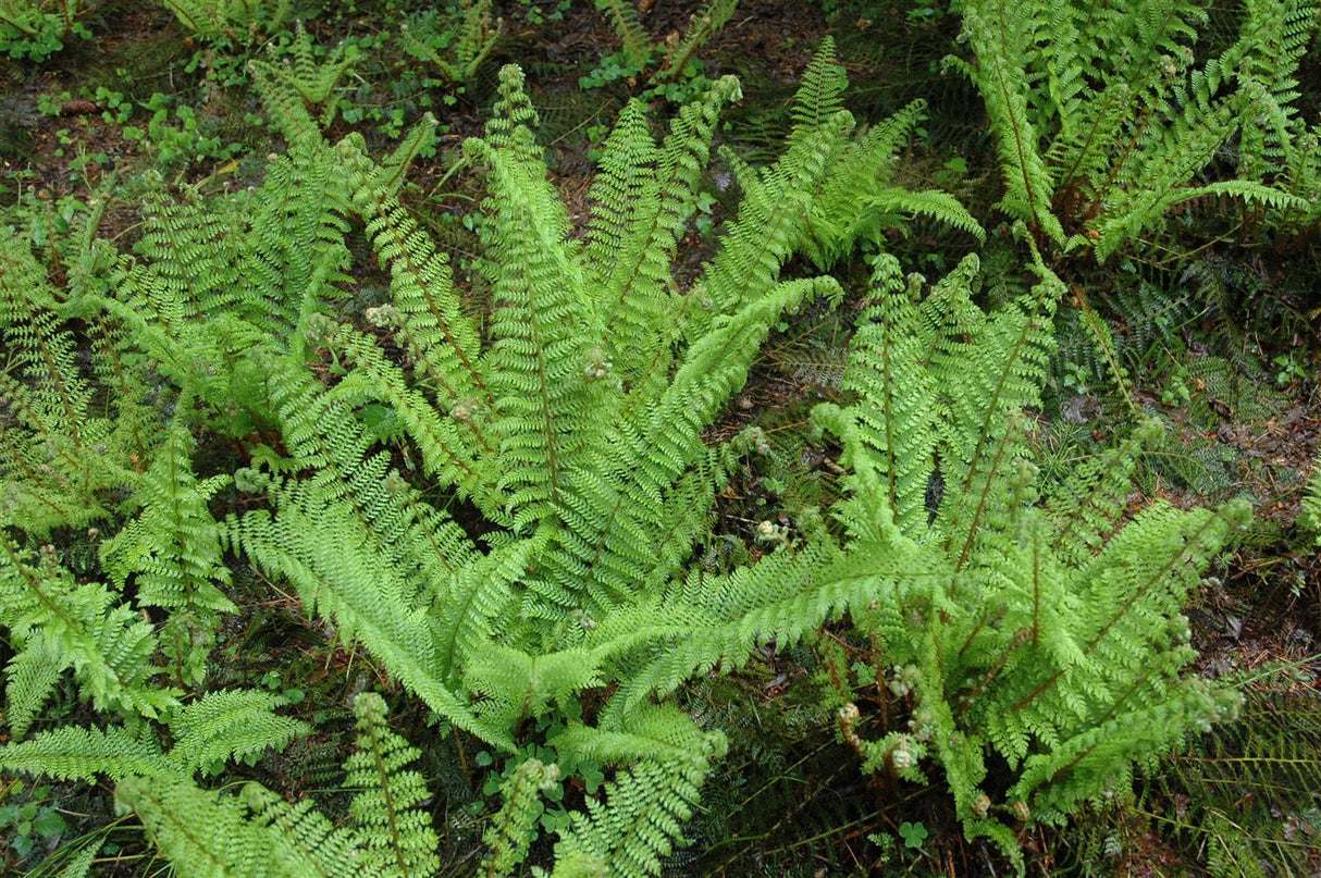 Polystichum setiferum 'Herrenhausen', gen. ;;ab 5,90 Euro