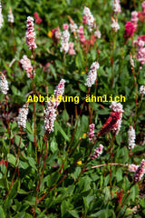 Genaues Foto für Bistorta affinis 'Dimity' folgt; dieses ähnliche Bild dient der Illustration von Garten-Scheckenknöterich