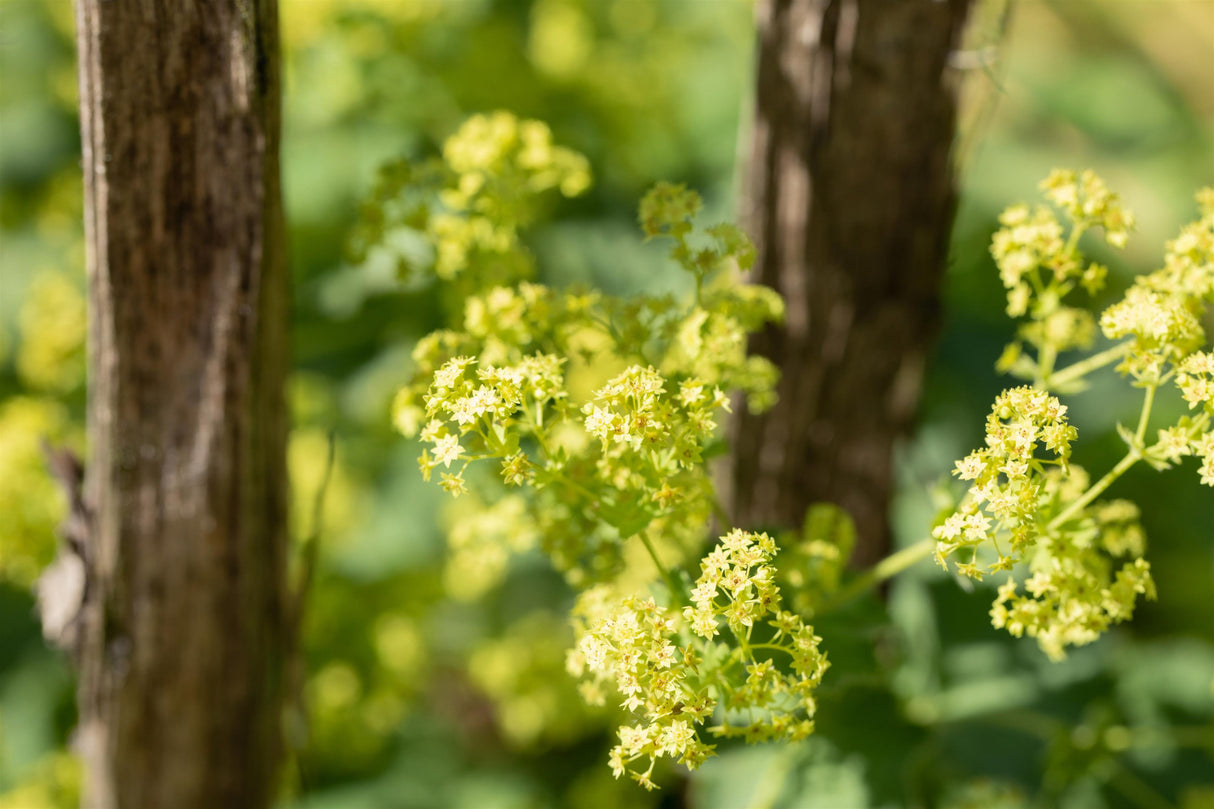 Alchemilla epipsila mit Blüte; Einsatz: ;;ab 3,40 Euro