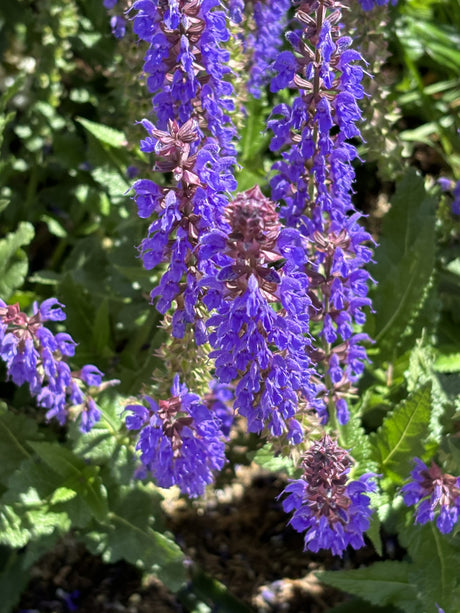 Steppen-Salbei mit Blüte; Einsatz: Staudenbeetbienenfreundlich;;hier kaufen