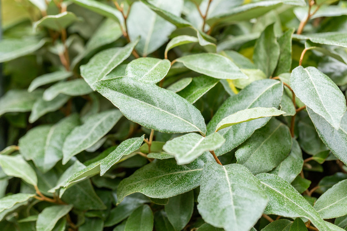 Elaeagnus ebbingei , erhältlich von 40-60 bis 125-150 cm;;ab 35,60 Euro