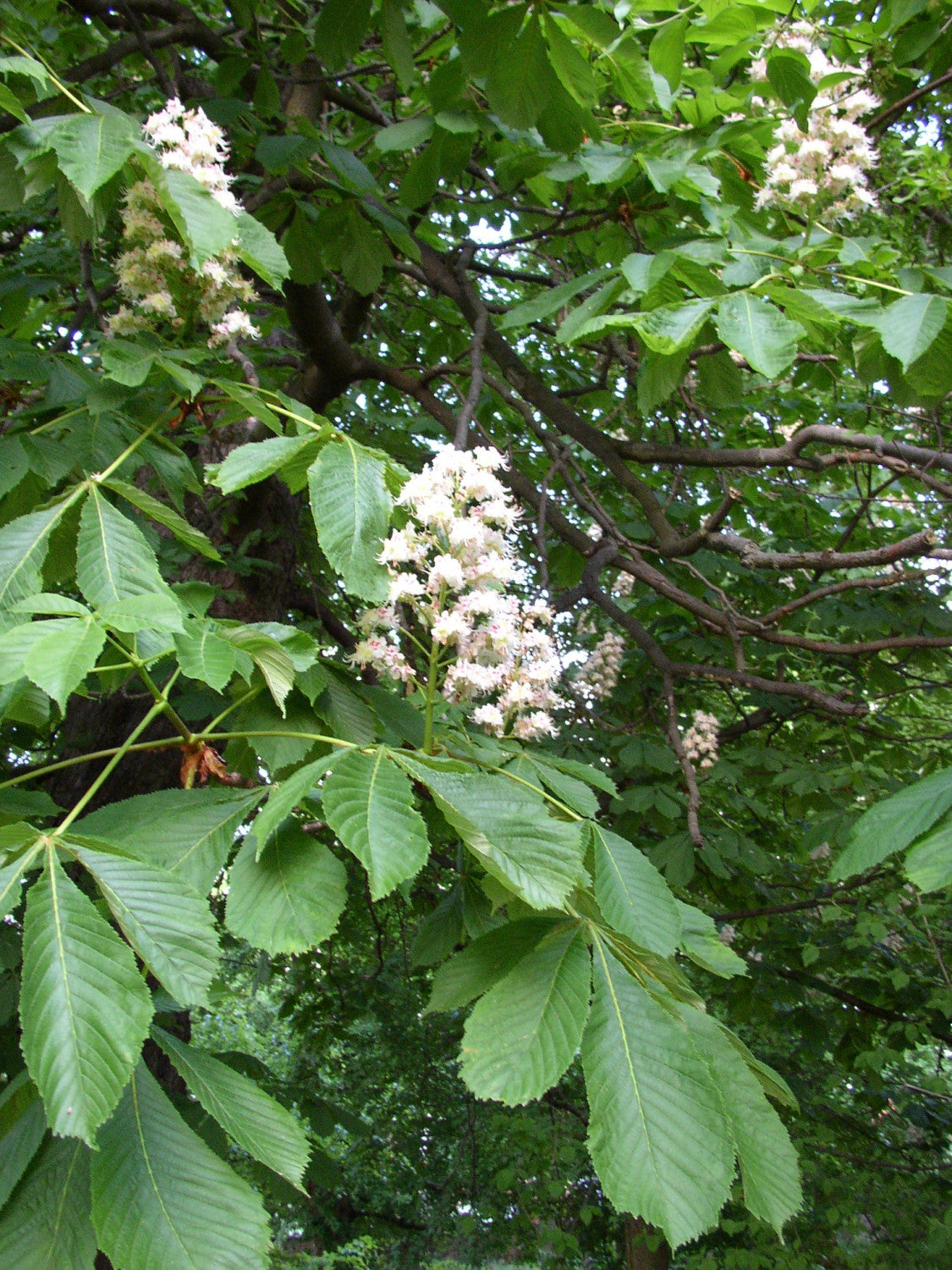 Aesculus hippocastanum mit Blüte; Einsatz: Schattenspenderlanglebig;;ab 1,26 Euro