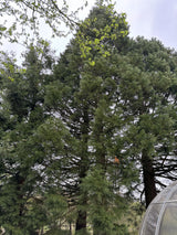 Sequoiadendron giganteum als Pflanze im Beet; Einsatz: immergrün;;ab 71,00 Euro