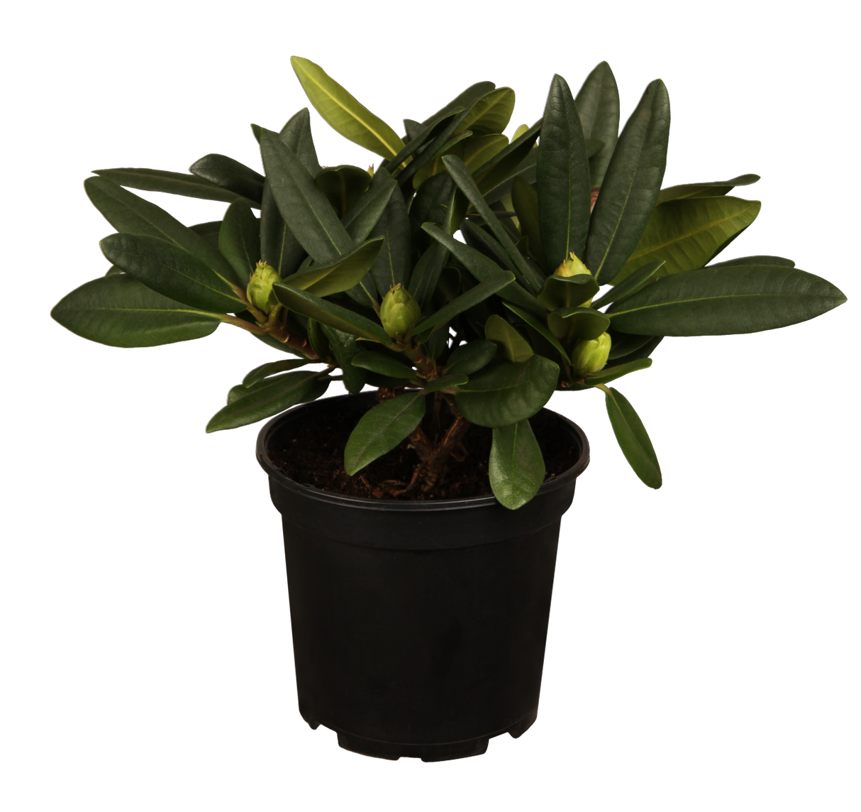Rhododendron Hybr. 'Ariane' im Topf, erhältlich von 25-30 bis 60-70 cm; Einsatz: ;;ab 35,60 Euro