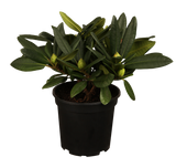 Rhododendron Hybr. 'Ariane'; hier im Topf; winterhart; Einsatzmöglichkeit z.B. : Solitärpflanze; verfügbar in 3 Größen und Varianten;;ab 49,30 Euro
