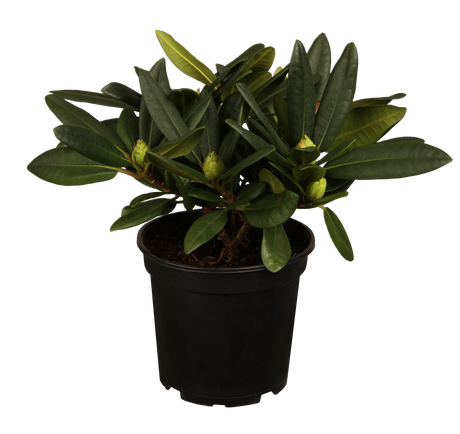 Rhododendron Hybr. 'Ariane' im Topf, erhältlich von 25-30 bis 60-70 cm; Einsatz: ;;ab 35,60 Euro