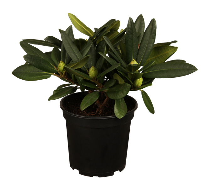 Rhododendron Hybr. 'Ariane' im Topf, erhältlich von 25-30 bis 60-70 cm; Einsatz: ;;ab 35,60 Euro