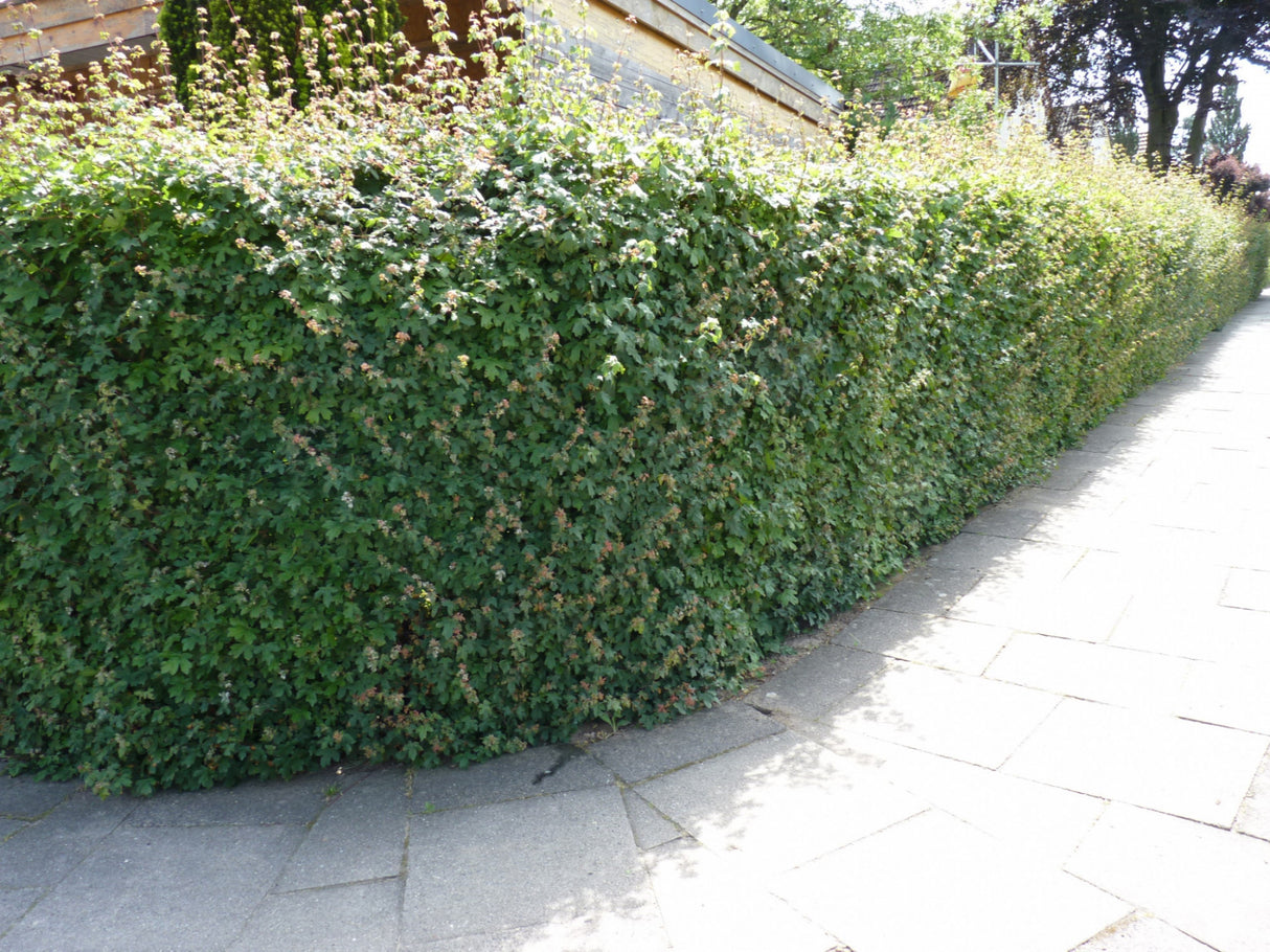 Echter Ahorn als Hecke, erhältlich als: Heister, Sämling, leichte Heister, Hochstamm, Solitär, verschulte Heister, Alleebaum;;günstig mit Qualität
