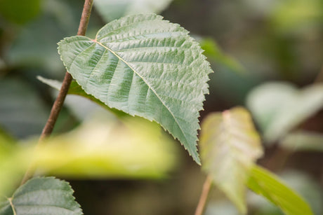 Betula ermanii , erhältlich von 270-330 bis 450-650 cm;;ab 279,00 Euro