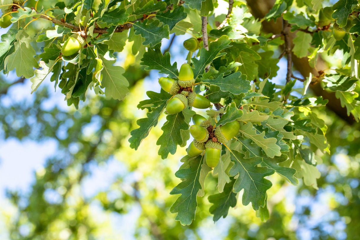 Stieleiche mit Sommerbelaubung; Einsatz: Alleenbaumdekorative Herbstfärbung;;Pflanzen vom Profi