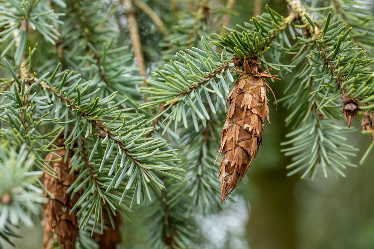Pseudotsuga menziesii caesia mit Früchten, erhältlich von 25-50 bis 250-275 cm; Einsatz: ;;ab 0,83 Euro