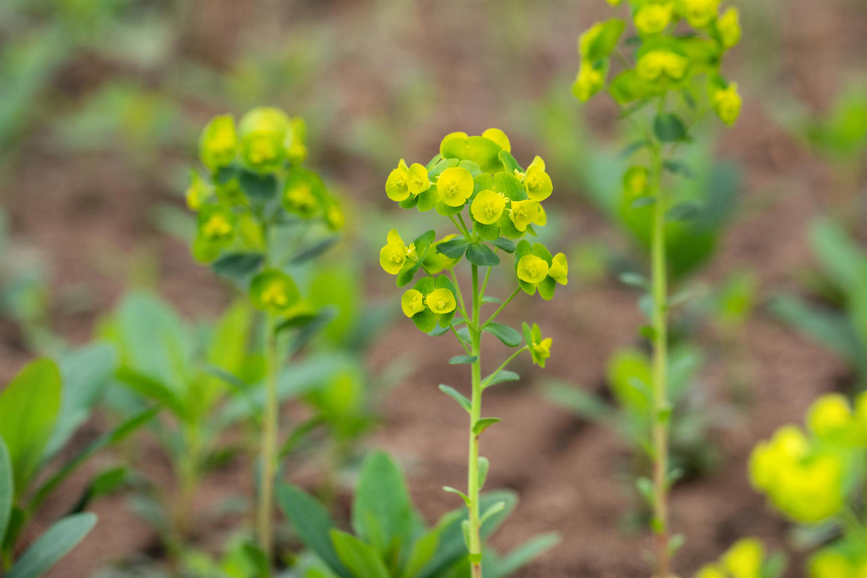 Euphorbia amygdaloides 'Purpurea' mit Blüte; Einsatz: ;;ab 6,00 Euro