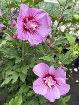 Hibiscus syriacus 'Russian Violet'; hier mit Blüte; lange Blütezeit; Einsatzmöglichkeit z.B. : Einzelstellung; verfügbar in 13 Größen und Varianten;;ab 33,30 Euro