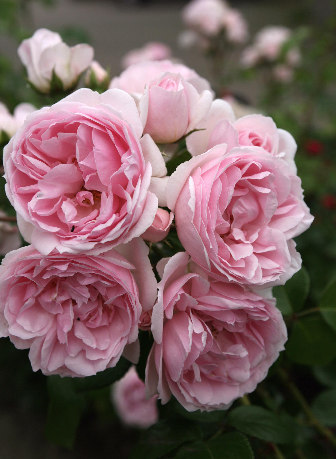 Rosa 'Cinderella' STR mit Blüte; Einsatz: ;;ab 10,90 Euro