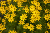 Coreopsis verticillata; lange Blütezeit;;ab 0,00 Euro