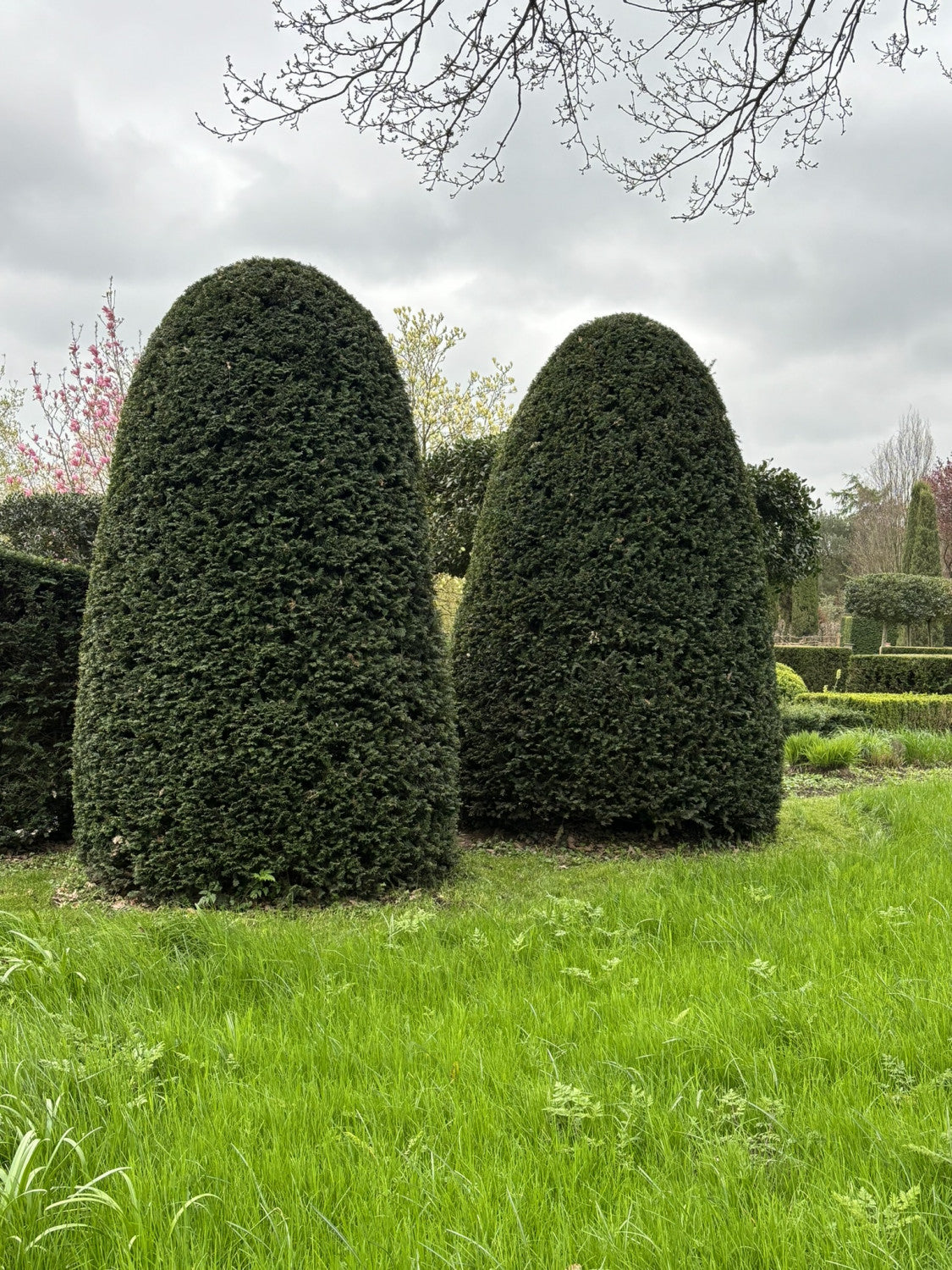 Taxus media 'Hillii' als Pflanze im Beet, erhältlich von 40-50 bis 150-175 cm; Einsatz: ;;ab 29,60 Euro